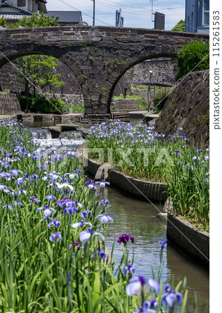 玉名的花名 肥後菖蒲在高瀨川綻放的幕後花絮 玉名的花名 肥後菖蒲在高瀨川綻放的幕後花絮 115261583