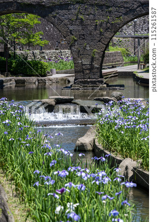 Tamana's flower spot Behind the scenes of Higo irises blooming in the Takase River 115261587