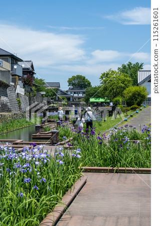 玉名的花名 肥後菖蒲在高瀨川綻放的幕後花絮 115261601