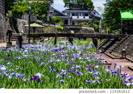 Tamana's flower spot Behind the scenes of Higo irises blooming in the Takase River Tamana's flower spot Behind the scenes of Higo irises blooming in the Takase River 115261612