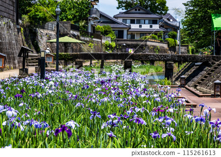 Tamana's flower spot Behind the scenes of Higo irises blooming in the Takase River Tamana's flower spot Behind the scenes of Higo irises blooming in the Takase River 115261613