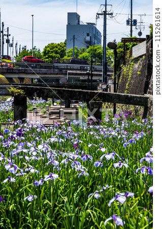 Tamana's flower spot Behind the scenes of Higo irises blooming in the Takase River 115261614