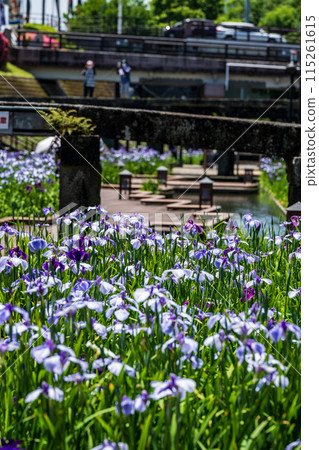 Tamana's flower spot Behind the scenes of Higo irises blooming in the Takase River Tamana's flower spot Behind the scenes of Higo irises blooming in the Takase River 115261615