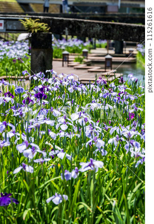 Tamana's flower spot Behind the scenes of Higo irises blooming in the Takase River 115261616