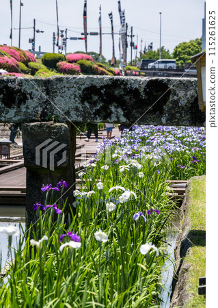 玉名的花名 肥後菖蒲在高瀨川綻放的幕後花絮 115261625