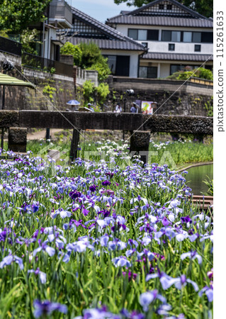 Tamana's flower spot Behind the scenes of Higo irises blooming in the Takase River Tamana's flower spot Behind the scenes of Higo irises blooming in the Takase River 115261633