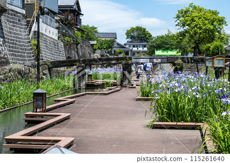 玉名的花名 肥後菖蒲在高瀨川綻放的幕後花絮 玉名的花名 肥後菖蒲在高瀨川綻放的幕後花絮 115261640