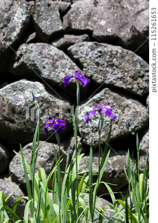 Tamana's flower spot Behind the scenes of Higo irises blooming in the Takase River Tamana's flower spot Behind the scenes of Higo irises blooming in the Takase River 115261653
