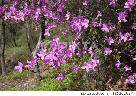 Azalea Azalea 115261657