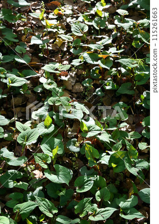 Houttuynia cordata colony 115261663