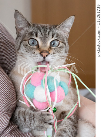 Cat playing with toys 115261739