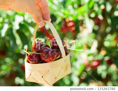Still life of cherries in wicker basket in hand in garden 115261780