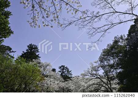 春天的兼六園,櫻花盛開 春天的兼六園,櫻花盛開 115262040