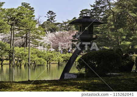 春天的兼六園,櫻花盛開 春天的兼六園,櫻花盛開 115262041