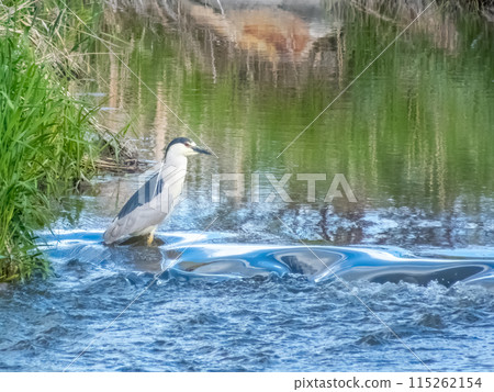 A Black-crowned night heronBird perched on top of a rocky waterfall in a river, looking down at the water below. A Black-crowned night heronBird perched on top of a rocky waterfall in a river, looking down at the water below. 115262154