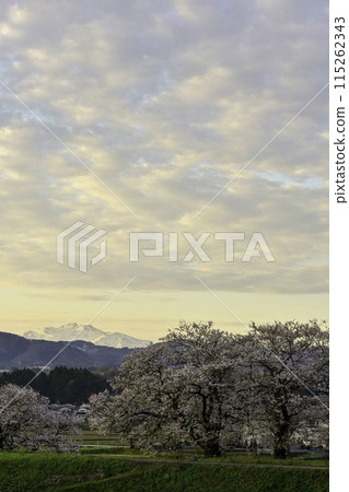 從手取川眺望白山櫻花盛開 115262343