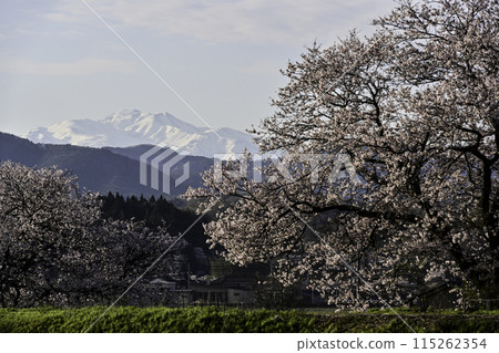 從手取川眺望白山櫻花盛開 從手取川眺望白山櫻花盛開 115262354