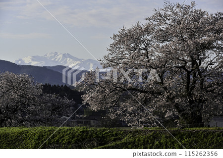 Mt. Hakusan as seen from the cherry blossom-filled Tedori River 115262356