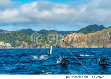 小笠原跳躍飛旋海豚 115262402