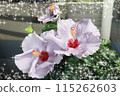 Hibiscus 115262603