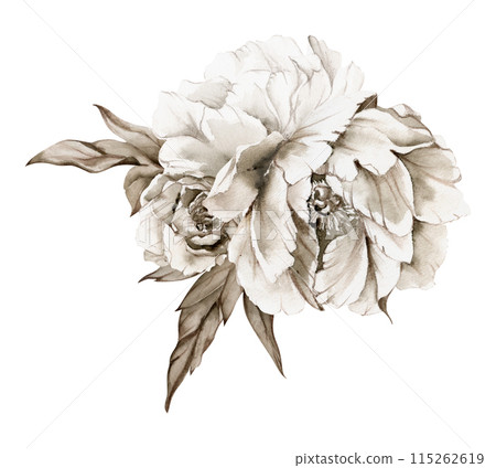 Hand drawn watercolor grisaille monochrome bouquet with peony, tulip, rose flowers, buds and leaves. Isolated on white background. Invitations, wedding or greeting cards, floral shop, print, textile 115262619
