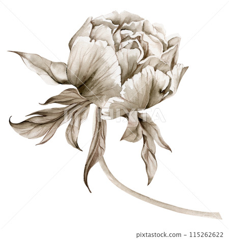 Hand drawn watercolor grisaille monochrome bouquet with peony, tulip, rose flowers, buds and leaves. Isolated on white background. Invitations, wedding or greeting cards, floral shop, print, textile 115262622