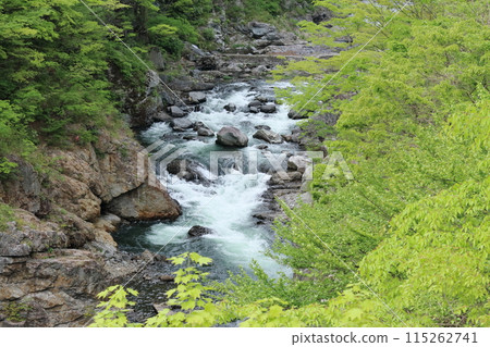 Kinugawa River of fresh green 115262741