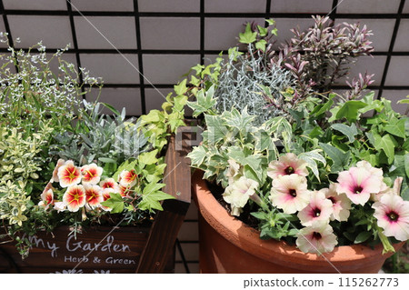 Flower arrangements and pots in front of the entrance 115262773