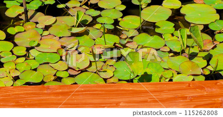 棲地：大量荷葉 115262808