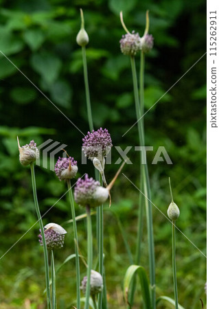 Garlic flowers starting to bloom 115262911