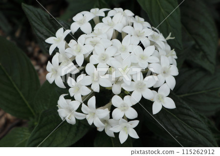 White Pentas Flower Horizontal White Pentas Flower Horizontal 115262912
