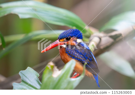 Kingfisher aiming for prey 115263003