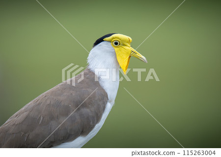 澳洲鳥類輪廓特寫 115263004