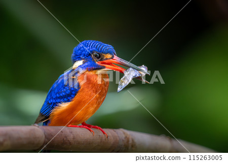 The kingfisher who captured the fish 115263005