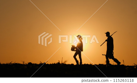 Against the field backdrop, silhouettes of two farmers walk with working equipment. 115263118