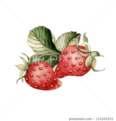 Strawberry with leaves, watercolor isolated illustration. Composition of berry fruits for table textile, porcelain tableware, delicious prints, summer fabrics, wrapping paper and food packages Strawberry with leaves, watercolor isolated illustration. Composition of berry fruits for table textile, porcelain tableware, delicious prints, summer fabrics, wrapping paper and food packages 115263252