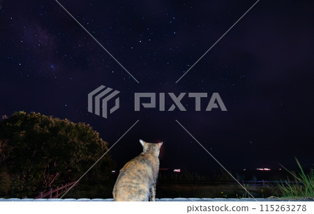 Cat walking in the starry sky Cat walking in the starry sky 115263278