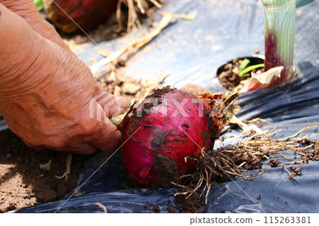 Onions grown by my mother Onions grown by my mother 115263381