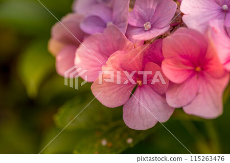 Hydrangea Season ~Morning Light~ 115263476