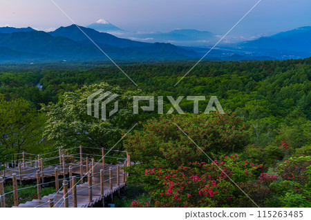 (Yamanashi Prefecture) A distant view of Mt. Fuji from the beautiful forest of Kiyosato where azaleas bloom at dawn 115263485