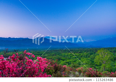 (Yamanashi Prefecture) A distant view of Mt. Fuji from the beautiful forest of Kiyosato where azaleas bloom at dawn 115263486