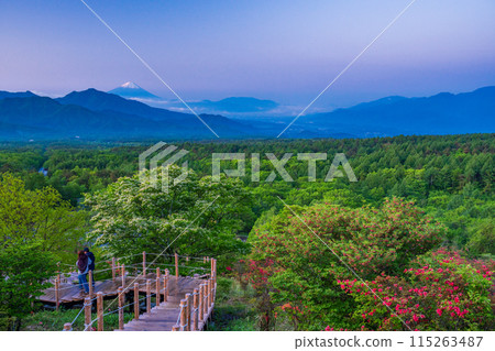 (山梨縣)從黎明杜鵑花盛開的清里美麗森林遠眺富士山 (山梨縣)從黎明杜鵑花盛開的清里美麗森林遠眺富士山 115263487