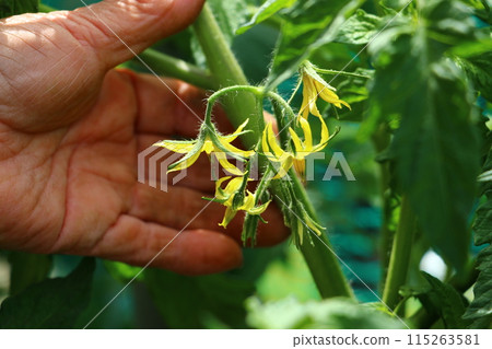 拿著番茄花的母親的手 拿著番茄花的母親的手 115263581