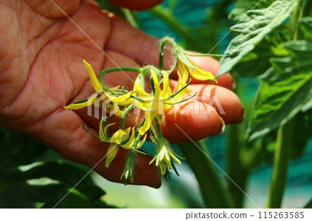拿著番茄花的母親的手 拿著番茄花的母親的手 115263585