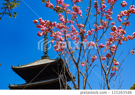 [Kyoto Scenery] Ninna-ji Temple: The five-story pagoda matches the Omuro cherry blossoms 115263586