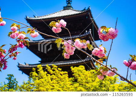 【京都風景】仁和寺、大室櫻花、五層寶塔好搭 【京都風景】仁和寺、大室櫻花、五層寶塔好搭 115263593