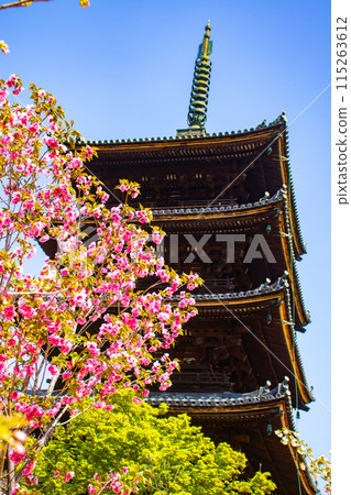 【京都風景】仁和寺、大室櫻花、五層寶塔好搭 【京都風景】仁和寺、大室櫻花、五層寶塔好搭 115263612