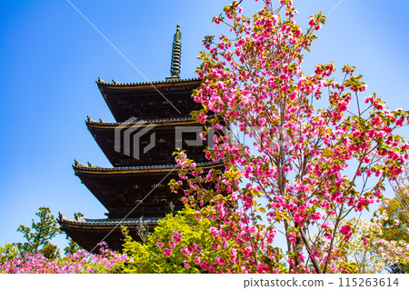 【京都風景】仁和寺、大室櫻花、五層寶塔好搭 【京都風景】仁和寺、大室櫻花、五層寶塔好搭 115263614