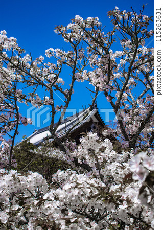 【京都風景】仁和寺、大室櫻花、五層寶塔好搭 【京都風景】仁和寺、大室櫻花、五層寶塔好搭 115263631