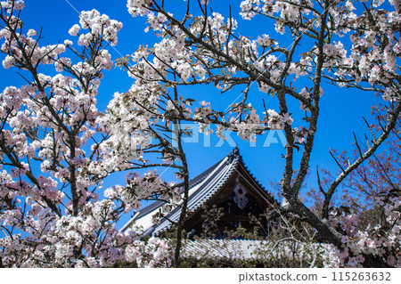 【京都風景】仁和寺、大室櫻花、五層寶塔好搭 115263632